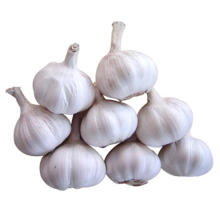 new season  garlic lowest price of shandong garlic jinxiang garlic